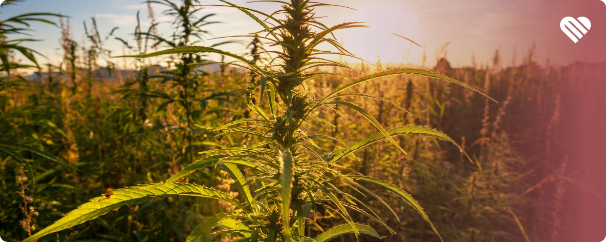 The 5 Worst Strains for Anxiety