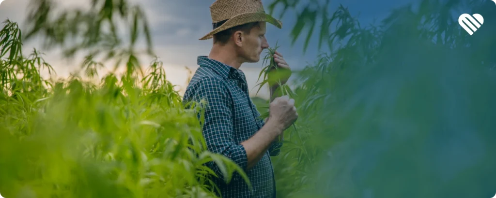 Does Boiling Weed Make it Smell?