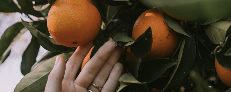Vitamin C and THC