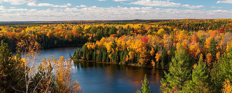 Michigan fall trees
