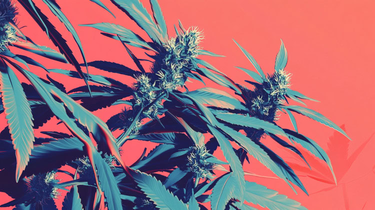 kush strain