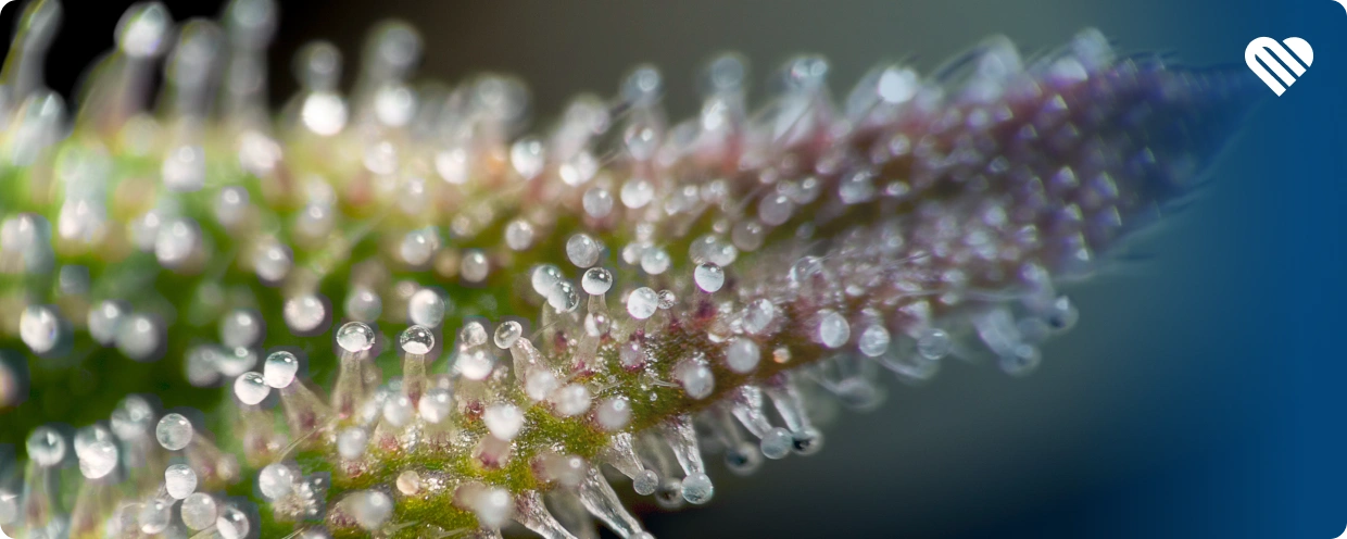 what is a thai stick