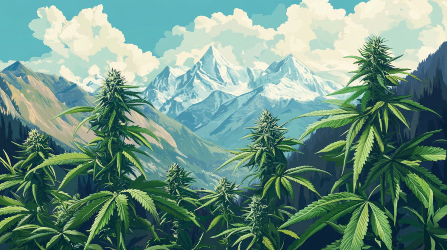 What is Cannabis Ruderalis?