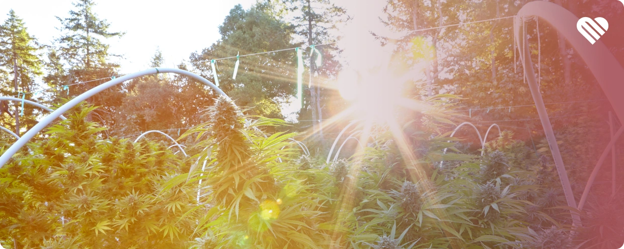 How to Use Weed Sun Rocks