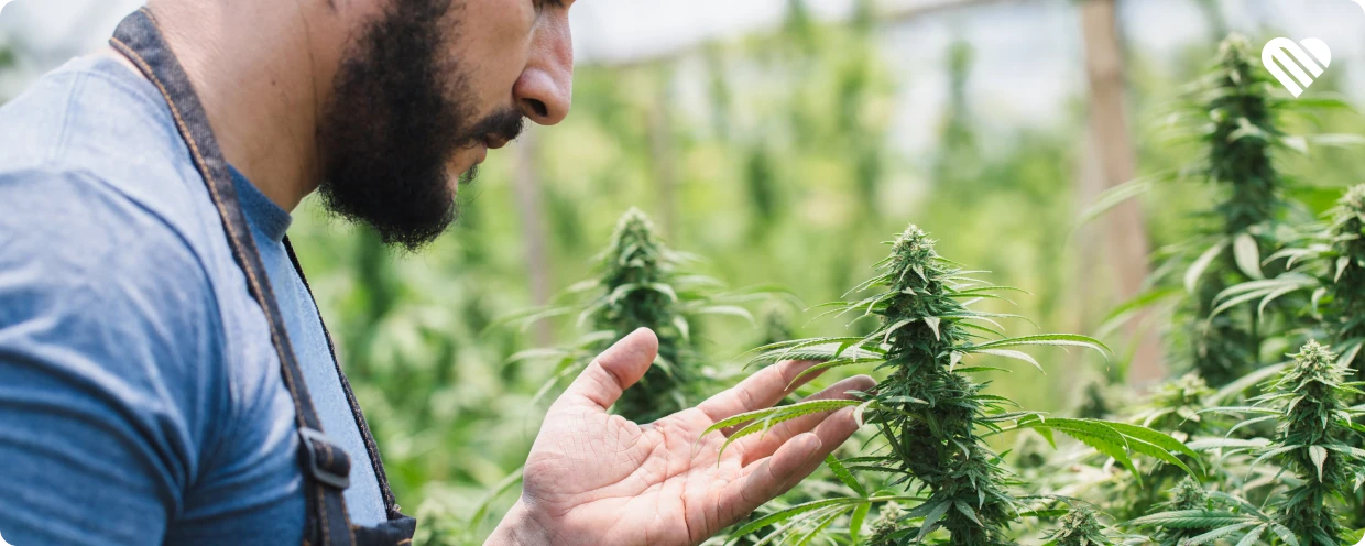 Advantages of craft cannabis