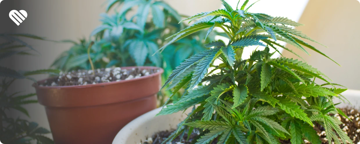 Growing craft cannabis at home