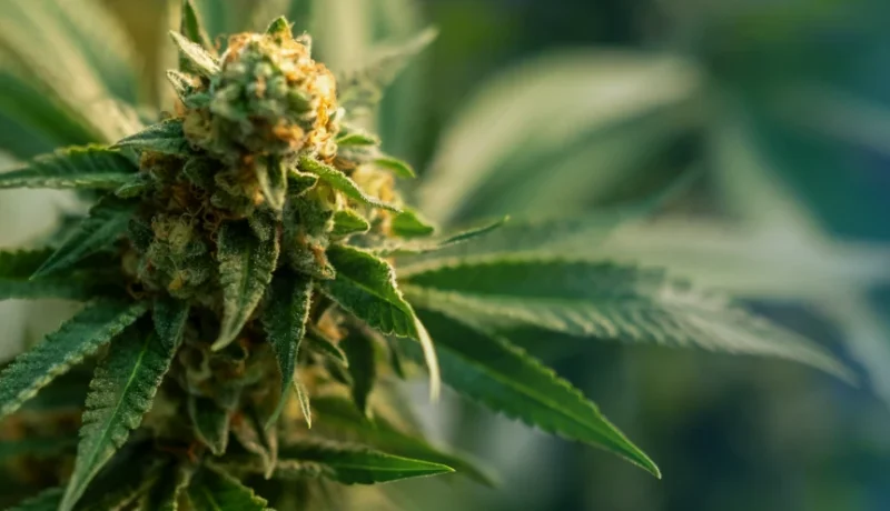 What is Craft Cannabis?
