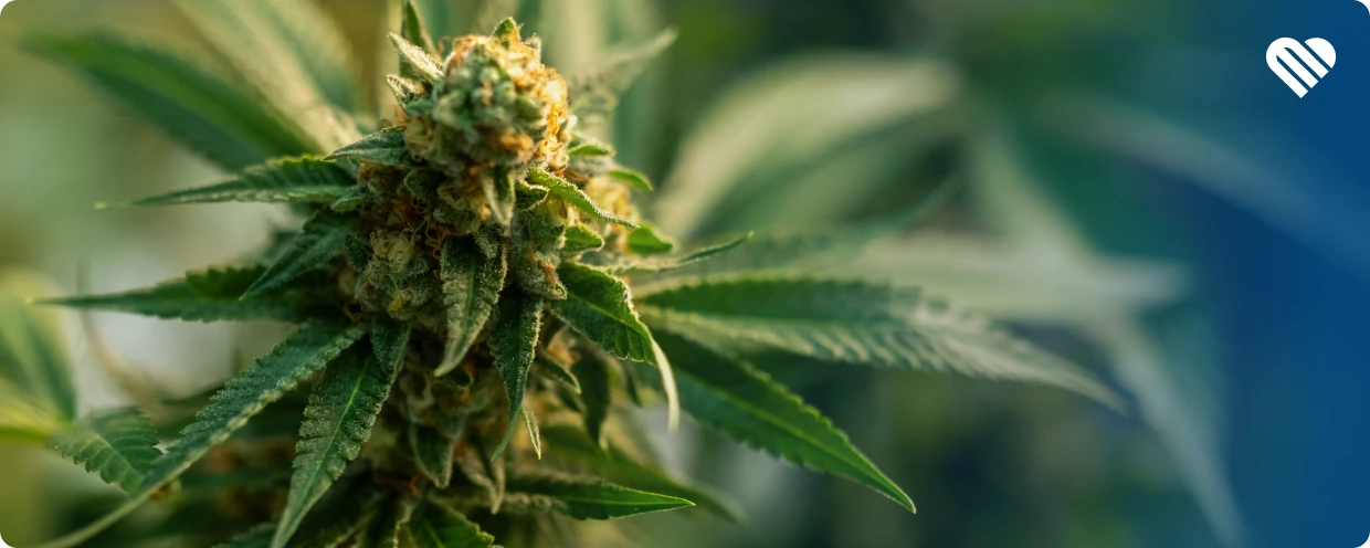 What is Craft Cannabis?