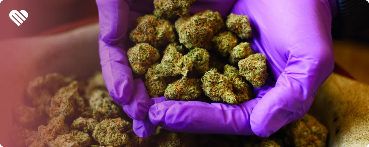 Is craft cannabis worth it?