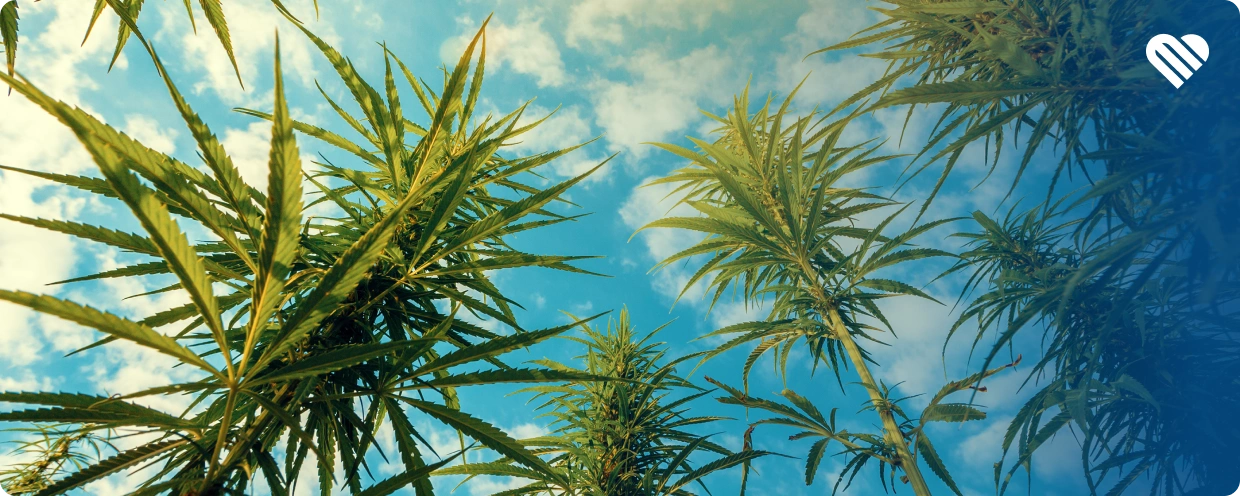 Top Herbs to Smoke with Cannabis