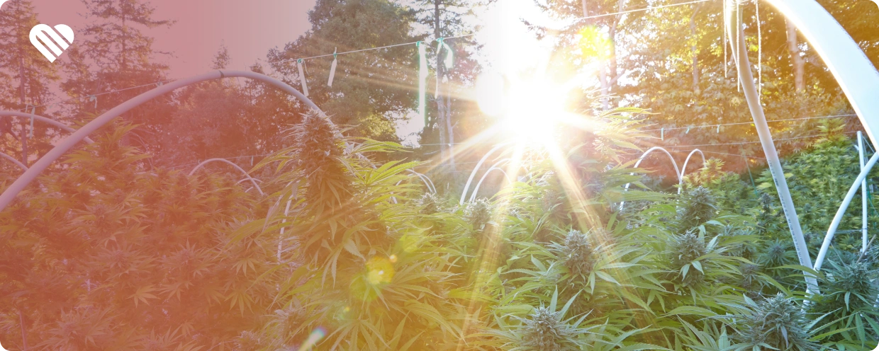 Herbal Smoking FAQ