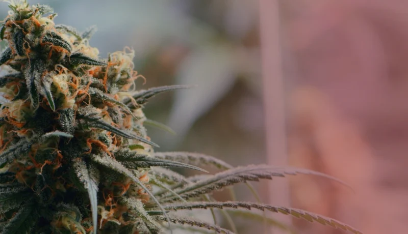 indica vs sativa what's the difference