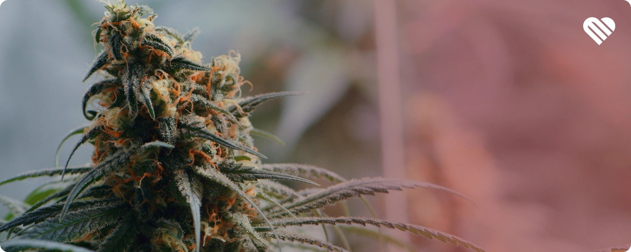 indica vs sativa what's the difference