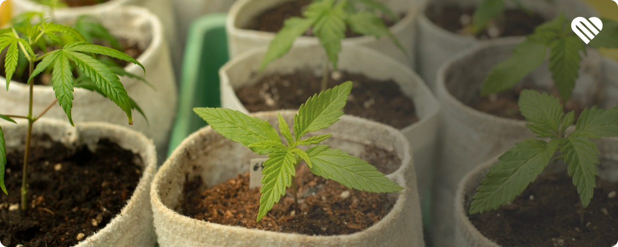Indica vs. Sativa vs. Hybrid Effects