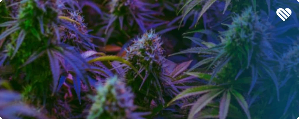 how to choose between indica or sativa