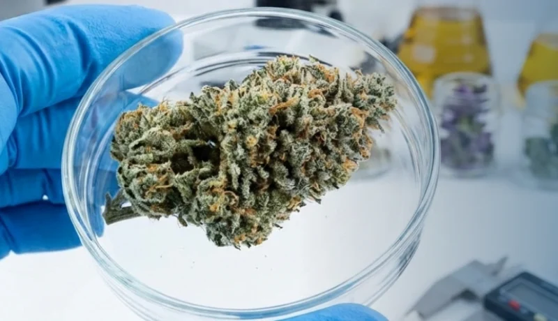 finding the best terpenes for energy