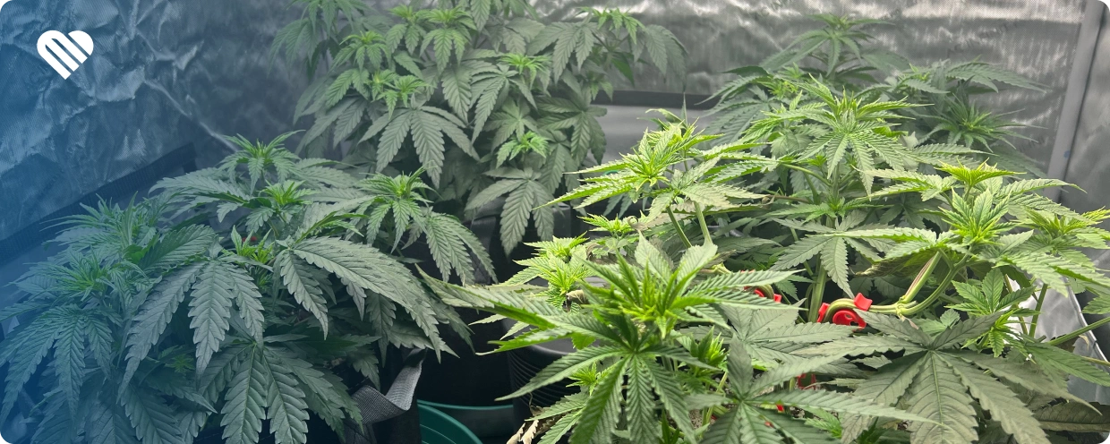 The 5 Best Strains for Energy Based on Terpenes