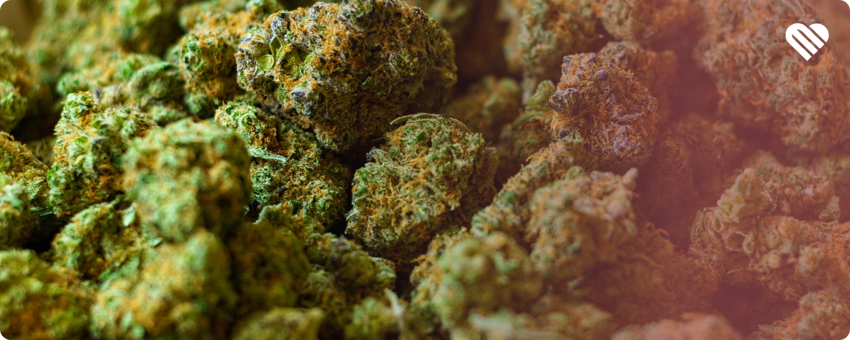 Common Sativa Strain Effects and Characteristics