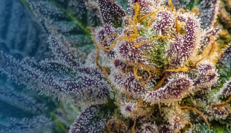 best sativa strains of all time