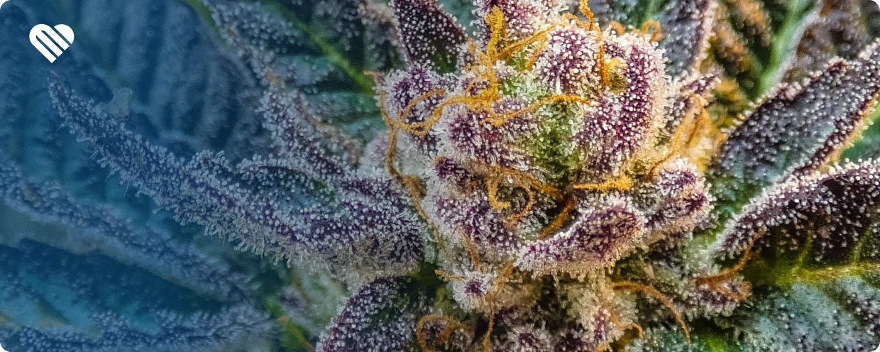 best sativa strains of all time