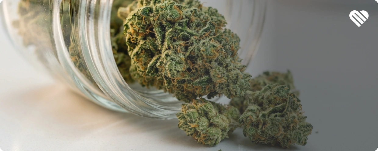 what makes a strain sativa?