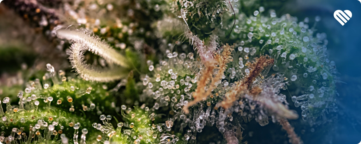 Why Do Patients Choose Sativa Strains?