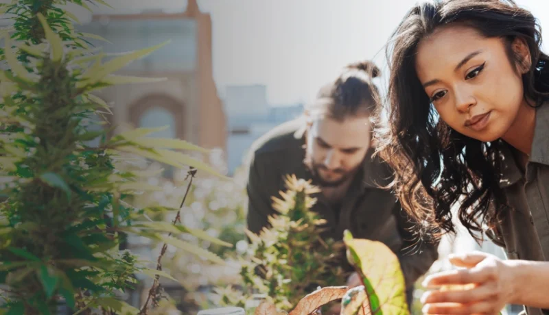 how to grow weed outdoors
