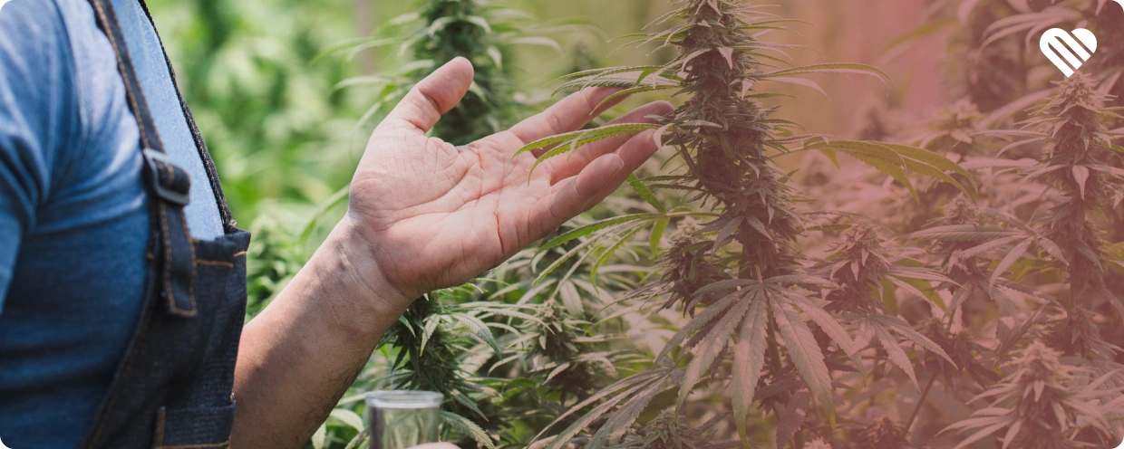 growing weed outdoors successfully