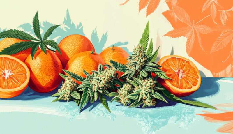 What is a Tangie strain?