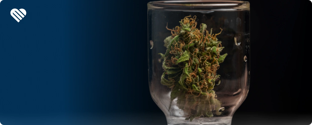 Why Do You Need to Rehydrate Weed?