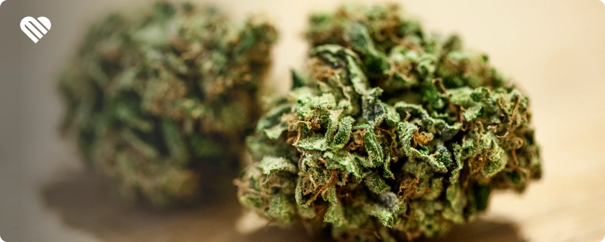 What are the Effects of Overly Dried or Overly Damp Weed?