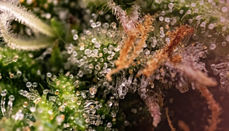what are the highest thc strains?