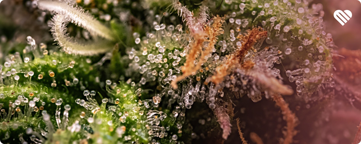 what are the highest thc strains?