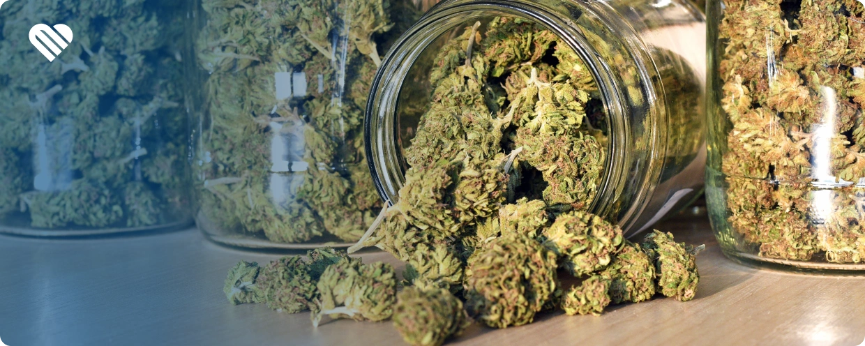 Reasons to Avoid High-THC Strains