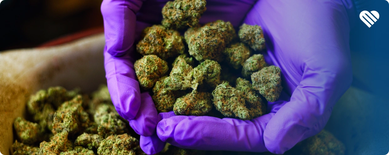 The Medical Benefits of High-THC Strains