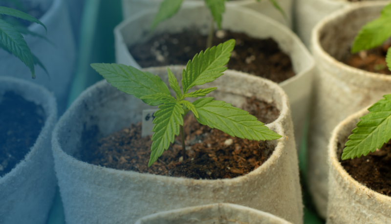 weed-and-grow-supplies-banner
