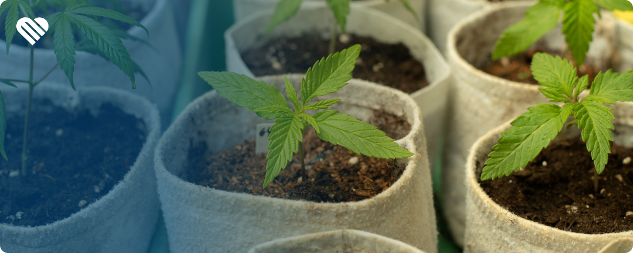 weed-and-grow-supplies-banner