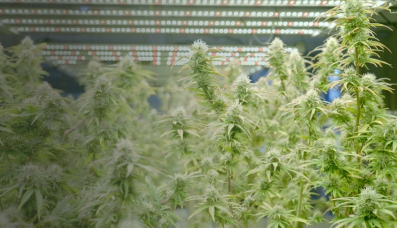 difference between medical cannabis and hemp