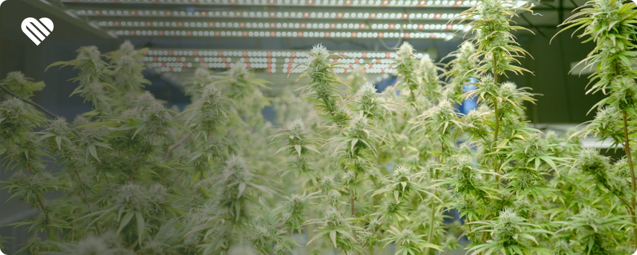 difference between medical cannabis and hemp