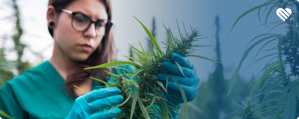 Safety Concerns With Hemp THC