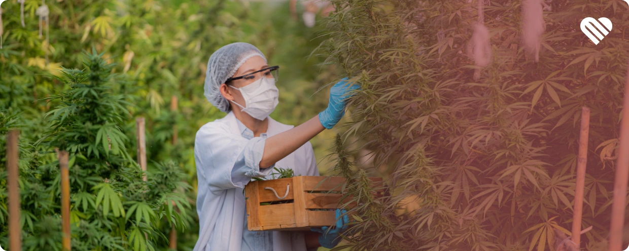 sinsemilla professional grower