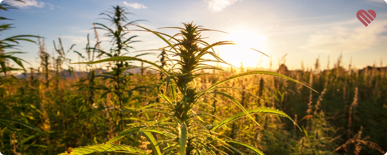 sinsemilla in the industry