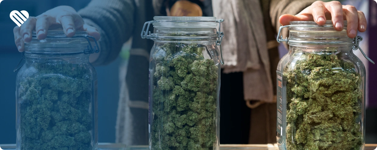 history of sinsemilla