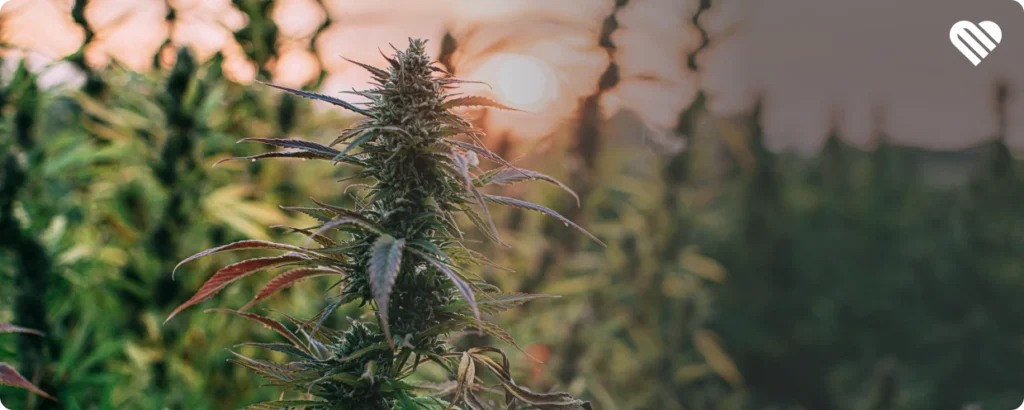 daytime weed strain top