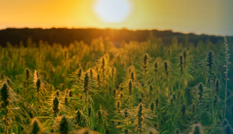 Daytime Weed Strains for Getting things done
