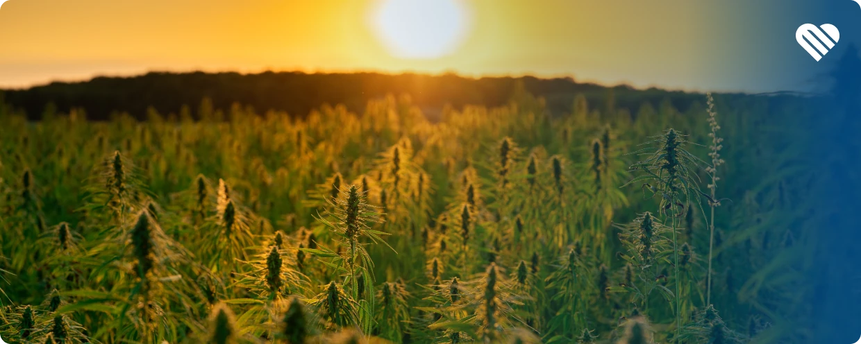 Daytime Weed Strains for Getting things done