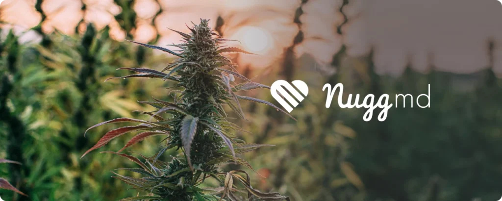 Top daytime weed strains