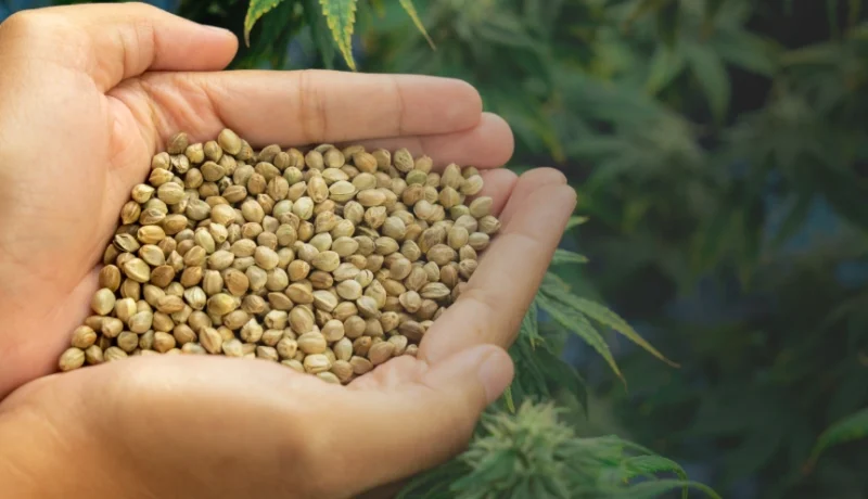 what are feminized seeds