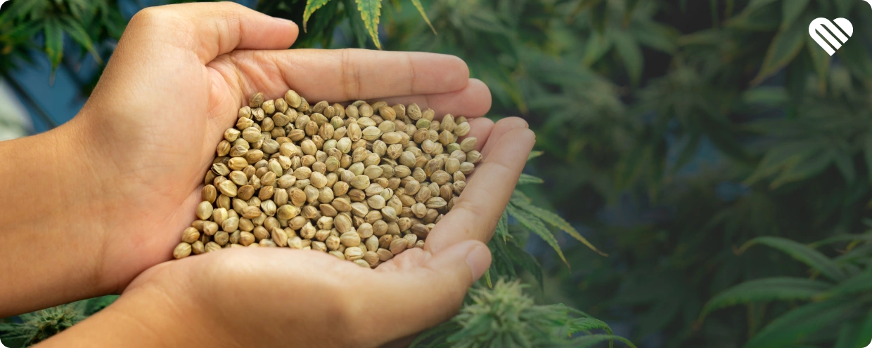 what are feminized seeds