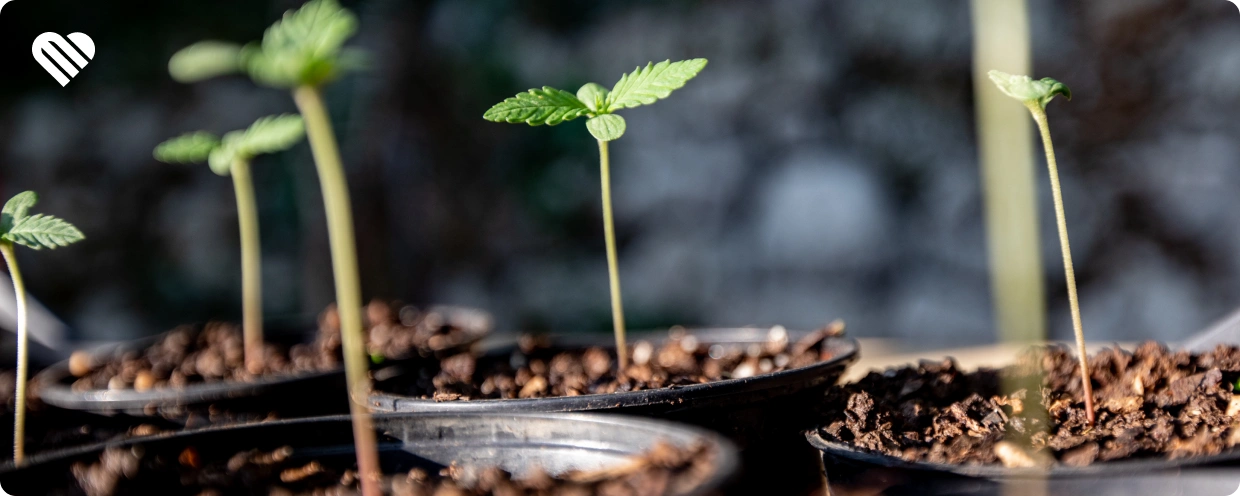 where to get feminized seeds